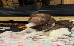 English Springer Spaniel dogs for sale: English springer spaniel puppies  - Image 21