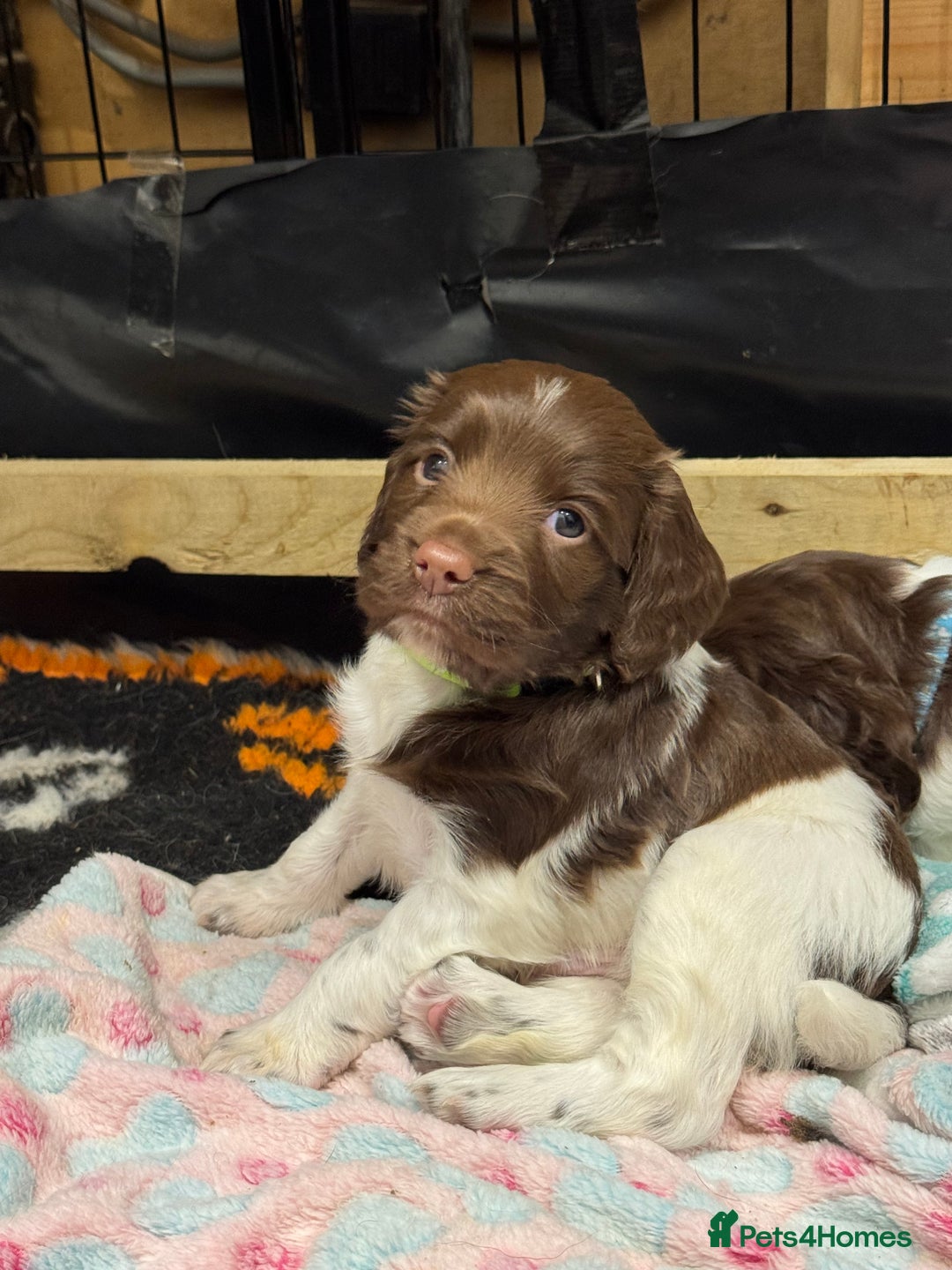 English Springer Spaniel dogs for sale: English springer spaniel puppies  - Image 21