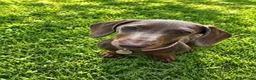 Miniature Dachshund dogs for sale: Dolly the dauschund - Advert 4