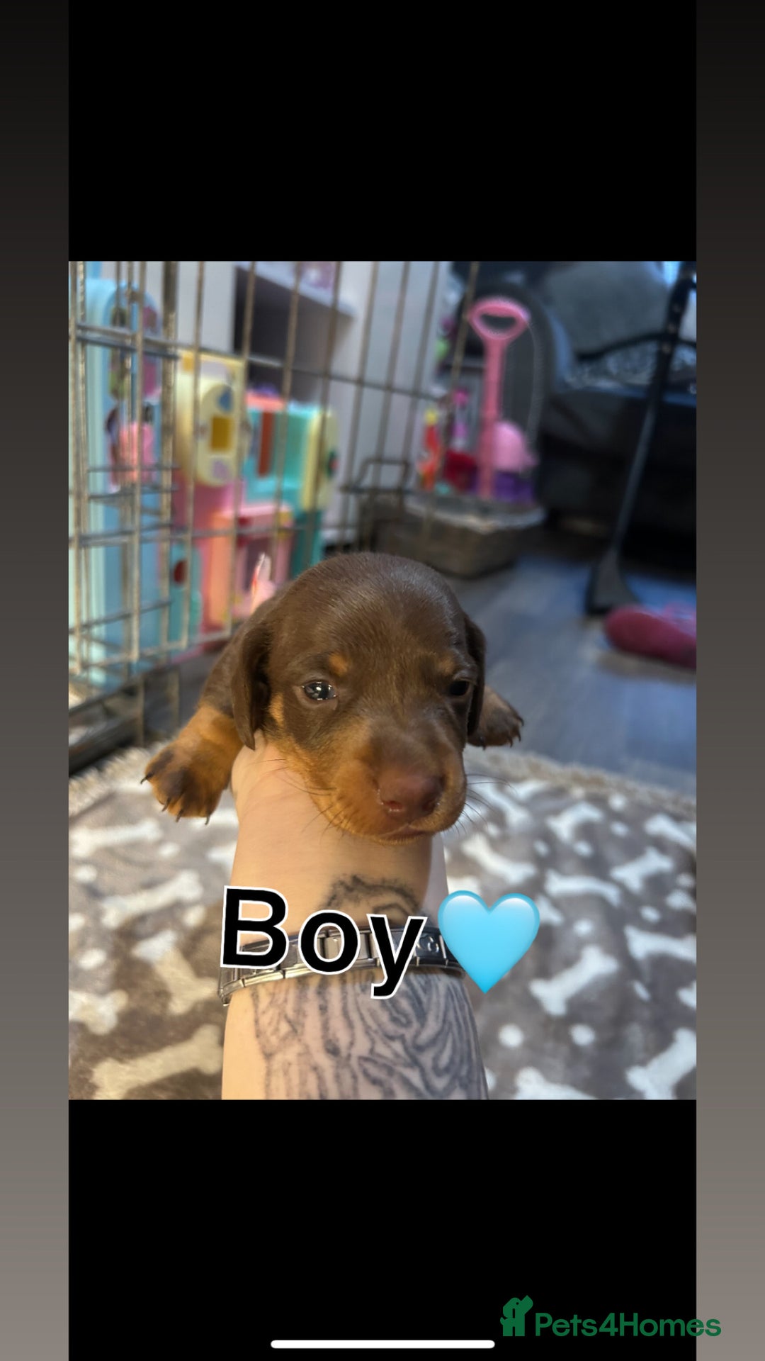 Miniature Dachshund dogs for sale: Miniature dachshund 🐶🩷🩵 - Advert 7