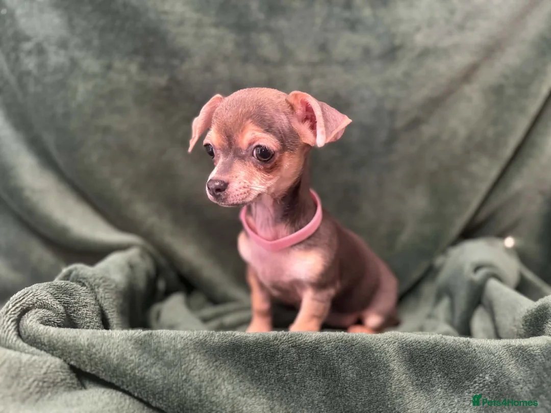 Chihuahua dogs for sale: Chihauhau puppies  - Advert 2