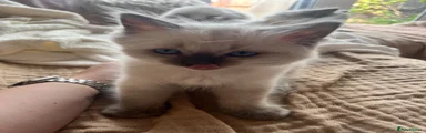 Ragdoll 3 not available 
