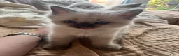 Ragdoll cats for sale: Stunning chunky Blue Point Ragdolls in Newport - Advert 18