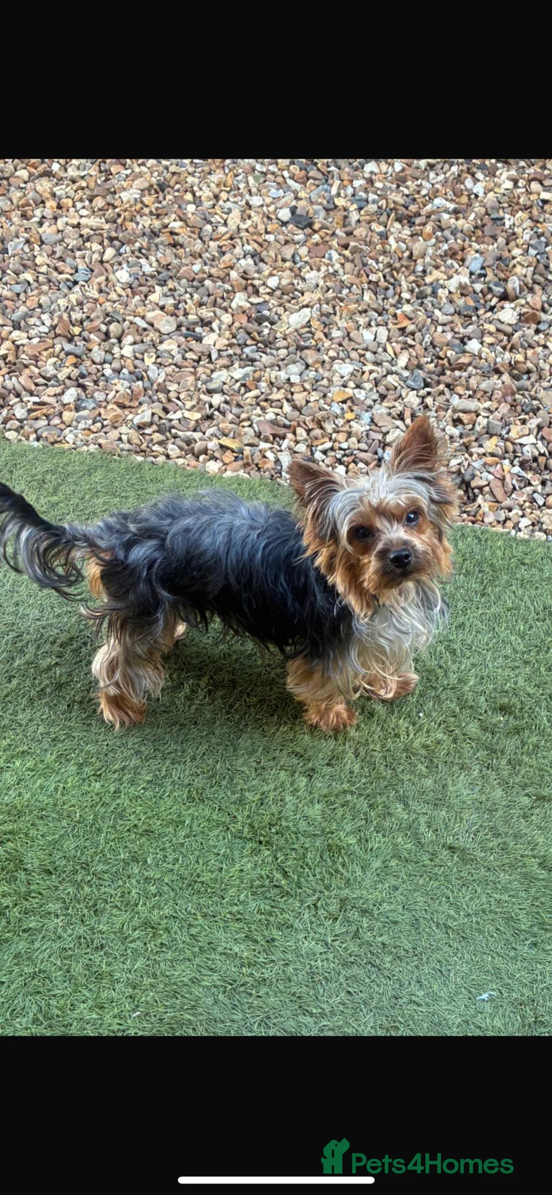 Mixed Breed dogs for sale: Jack Russel x Yorkshire terrier puppies  - Advert 4