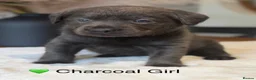 Labrador Retriever dogs for sale: Exceptionally health tested Kc reg Labrador pups - Advert 21