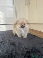 Pomeranian dogs - Advert 10