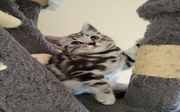 British Shorthair cats for sale: Ready to collect, Silver Tabby kittens  in Rochester - Image 19