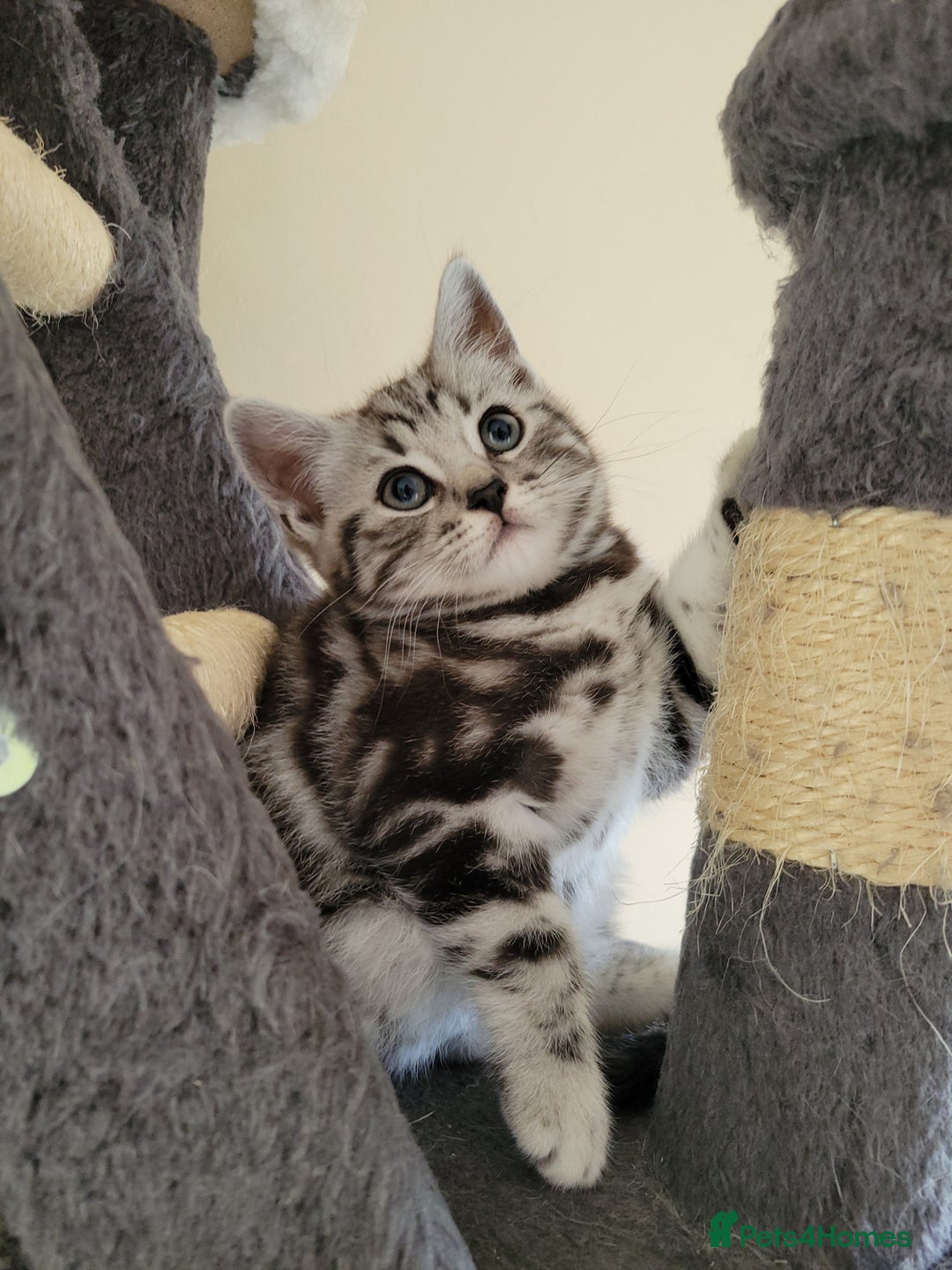 British Shorthair cats for sale: Ready to collect, Silver Tabby kittens  in Rochester - Image 19
