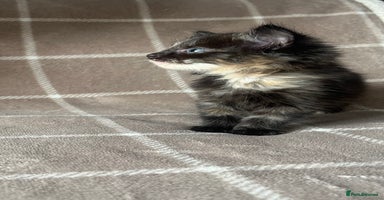 Mixed Breed cats - Advert 15