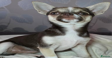 Chihuahua dogs in Basildon - Advert 9