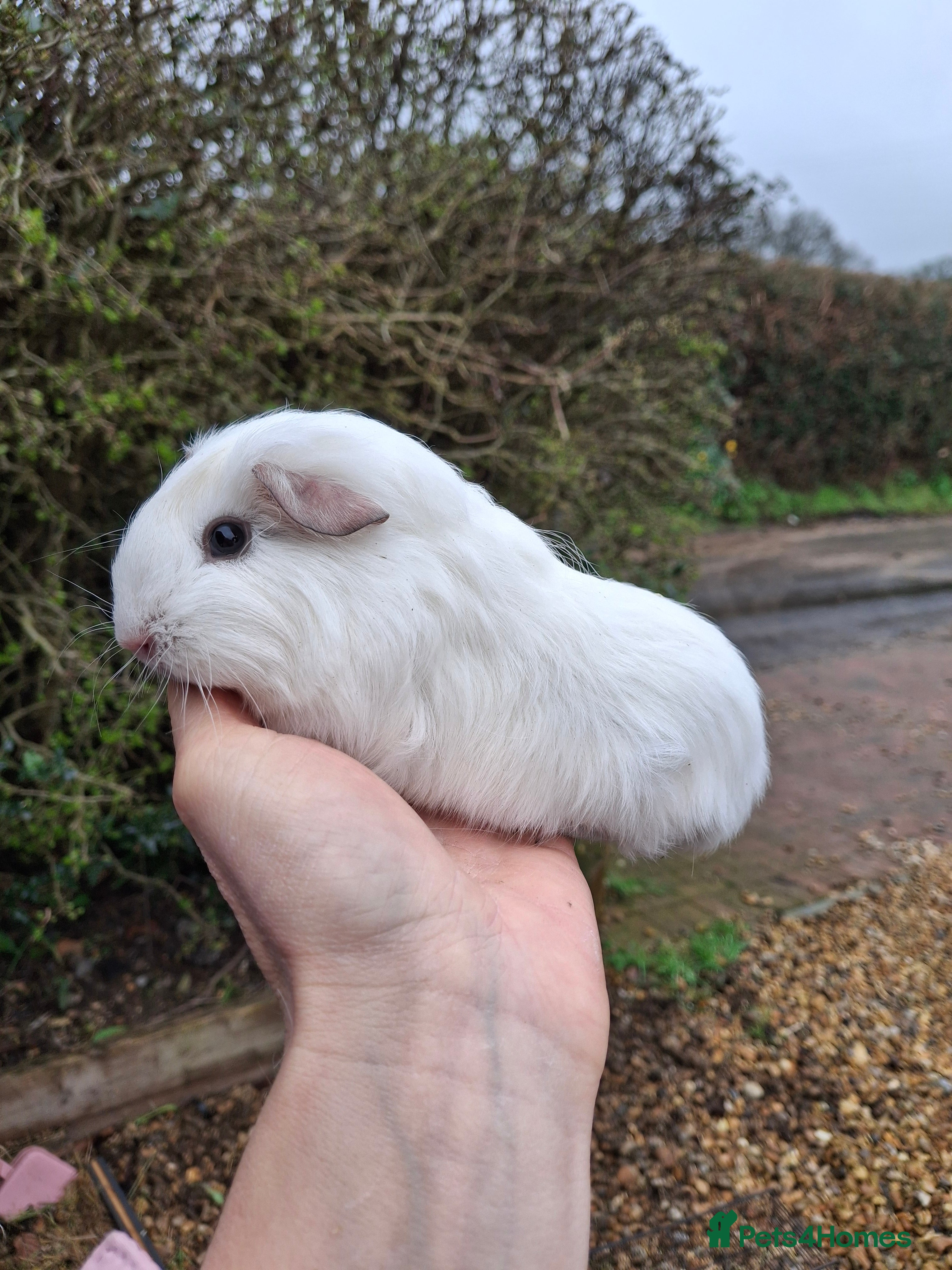 Guinea Pig rodents Guinea pig males  - Advert 16