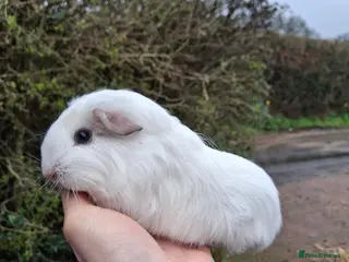 Guinea Pig rodents Guinea pig males - Advert 16