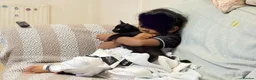 Mixed Breed cats for sale: Kittens for adoption  - Advert 3