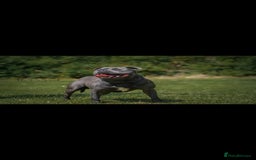 Staffordshire Bull Terrier dogs for sale: BEAUTYFULL BLUE STAFFY PUPPIES 💙 READY TO LEAVE - Image 8