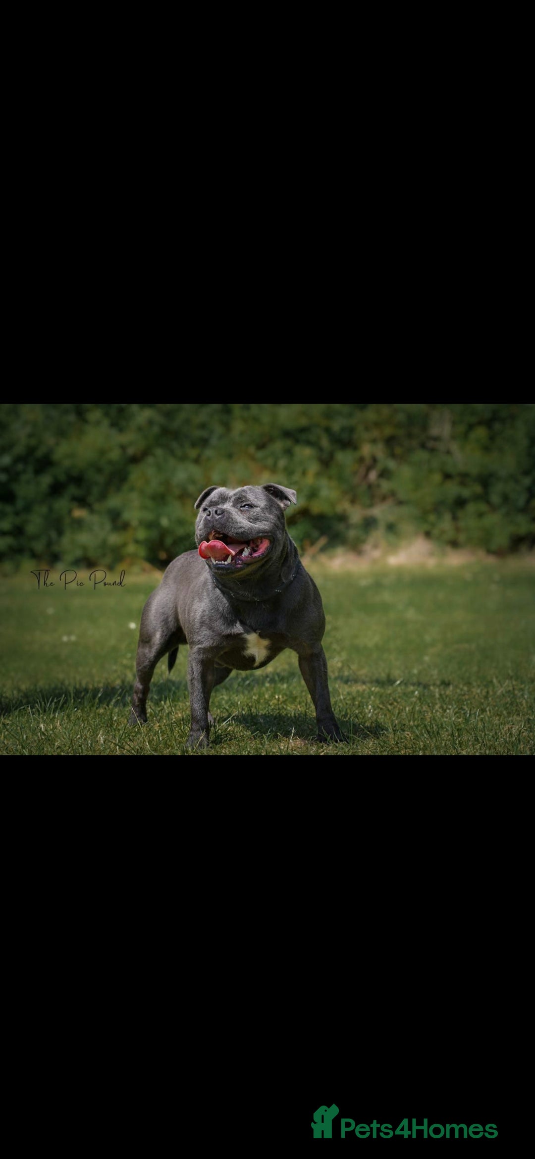 Staffordshire Bull Terrier dogs for sale: BEAUTYFULL BLUE STAFFY PUPPIES 💙 READY TO LEAVE - Image 8