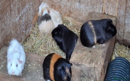 Guinea Pig rodents for sale: Baby guinea pigs  - Image 1