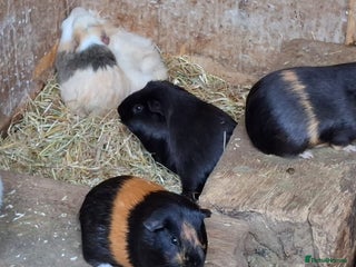 Guinea Pig rodents - Advert 1