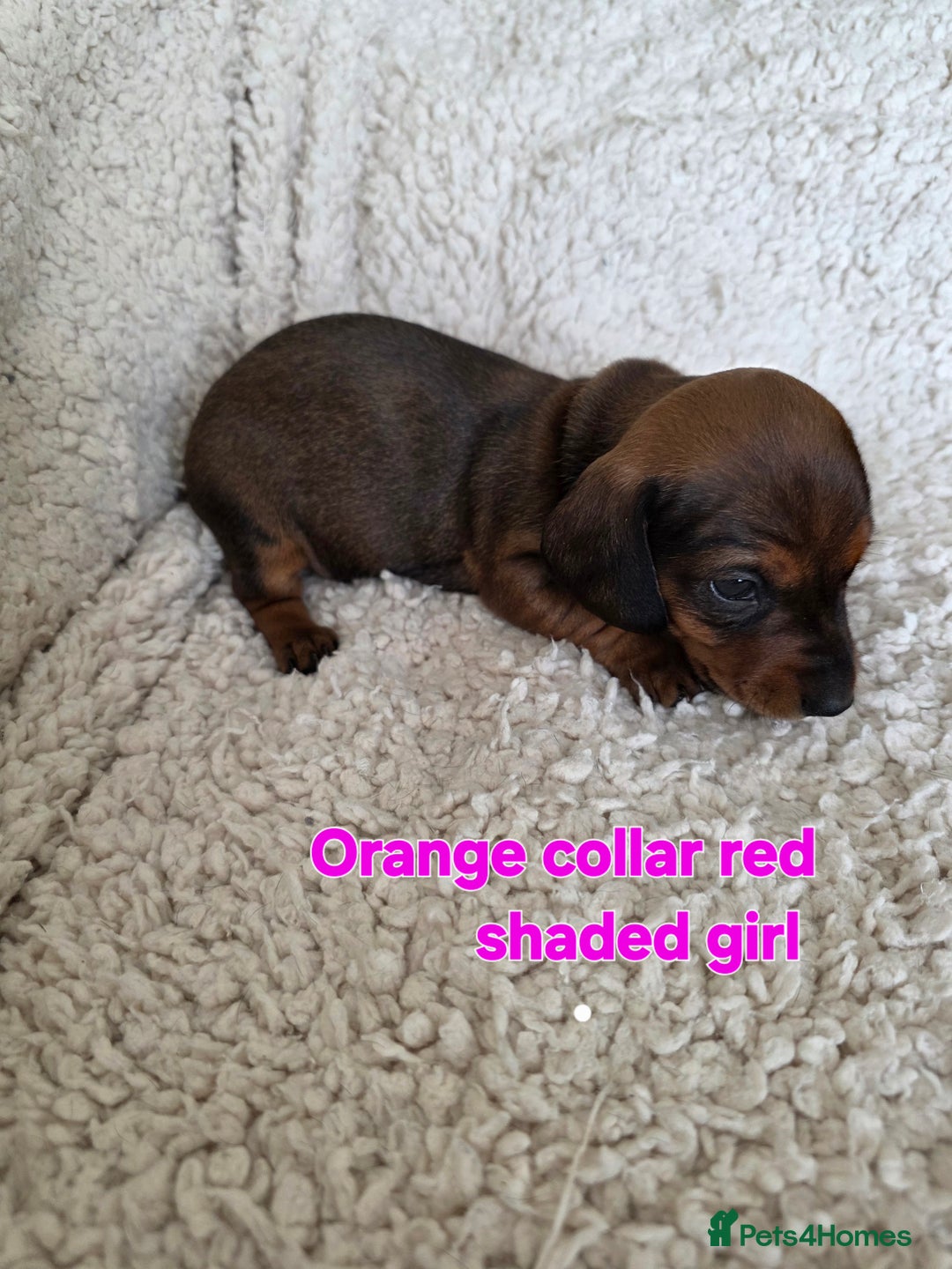 Miniature Dachshund dogs for sale: Beautiful short haired minature dauchshunds  - Advert 6