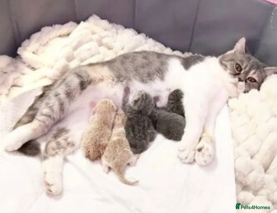 British Shorthair cats for sale: CREAM BRITISH SHORT HAIRED KITTENS  in Rotherham - Advert 2