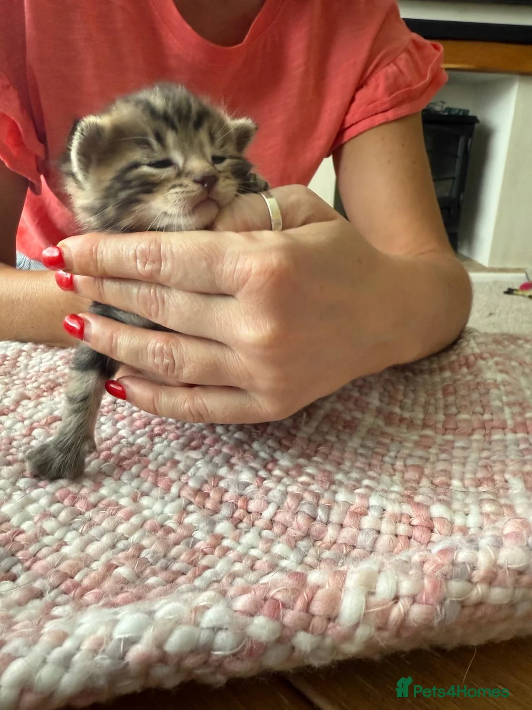 Mixed Breed cats for sale: Beautiful tabby kittens - Advert 8