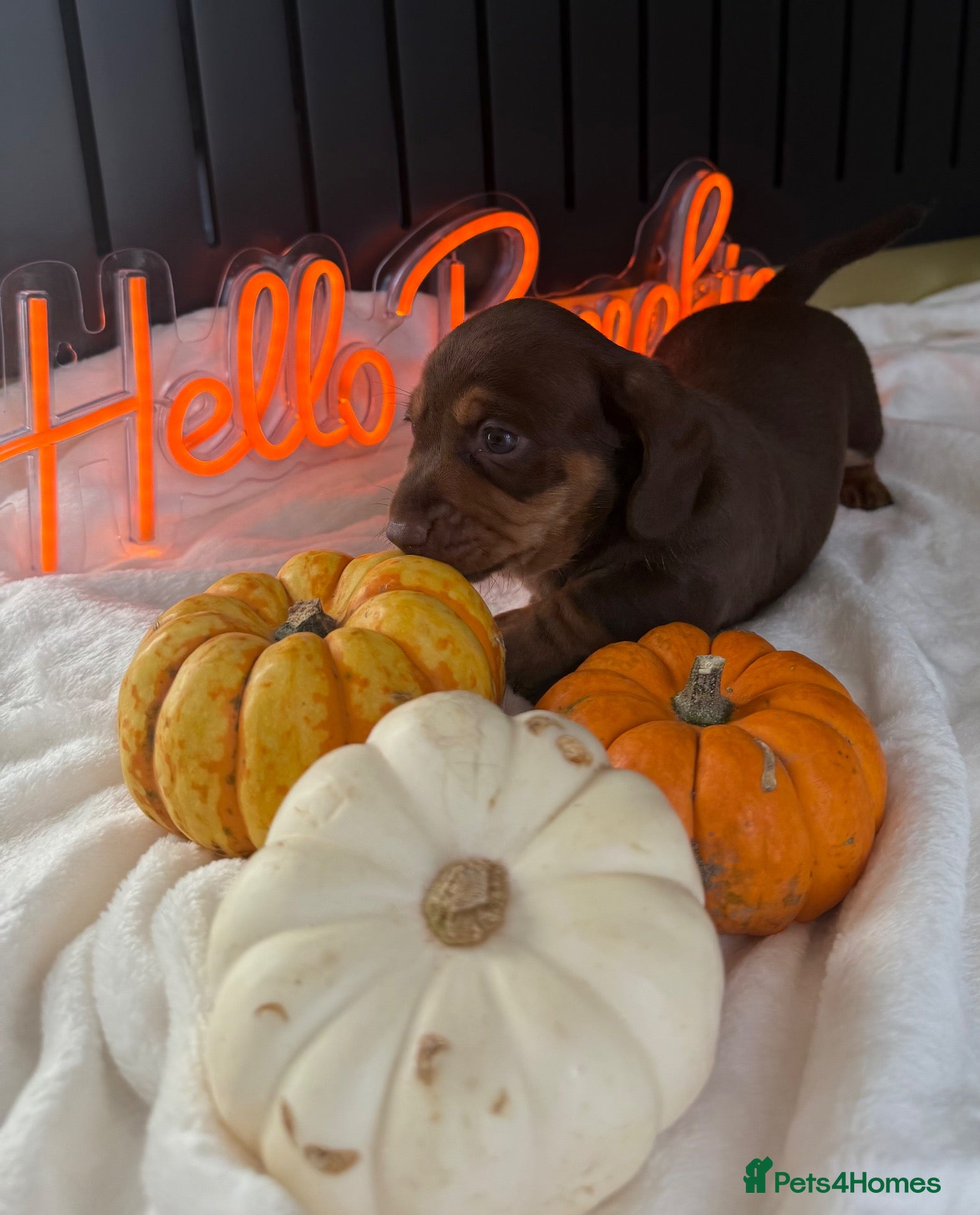 Miniature Dachshund dogs PERFECT LITTER OF MINIATURE DACHSHUNDS - Advert 1