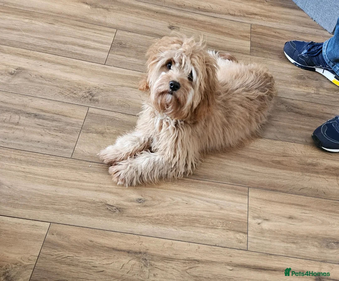 Cavapoo dogs for sale: Cavapoo puppy - Advert 1