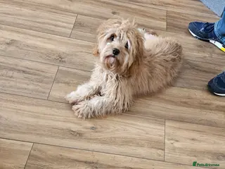 Cavapoo dogs Cavapoo puppy - Advert 11