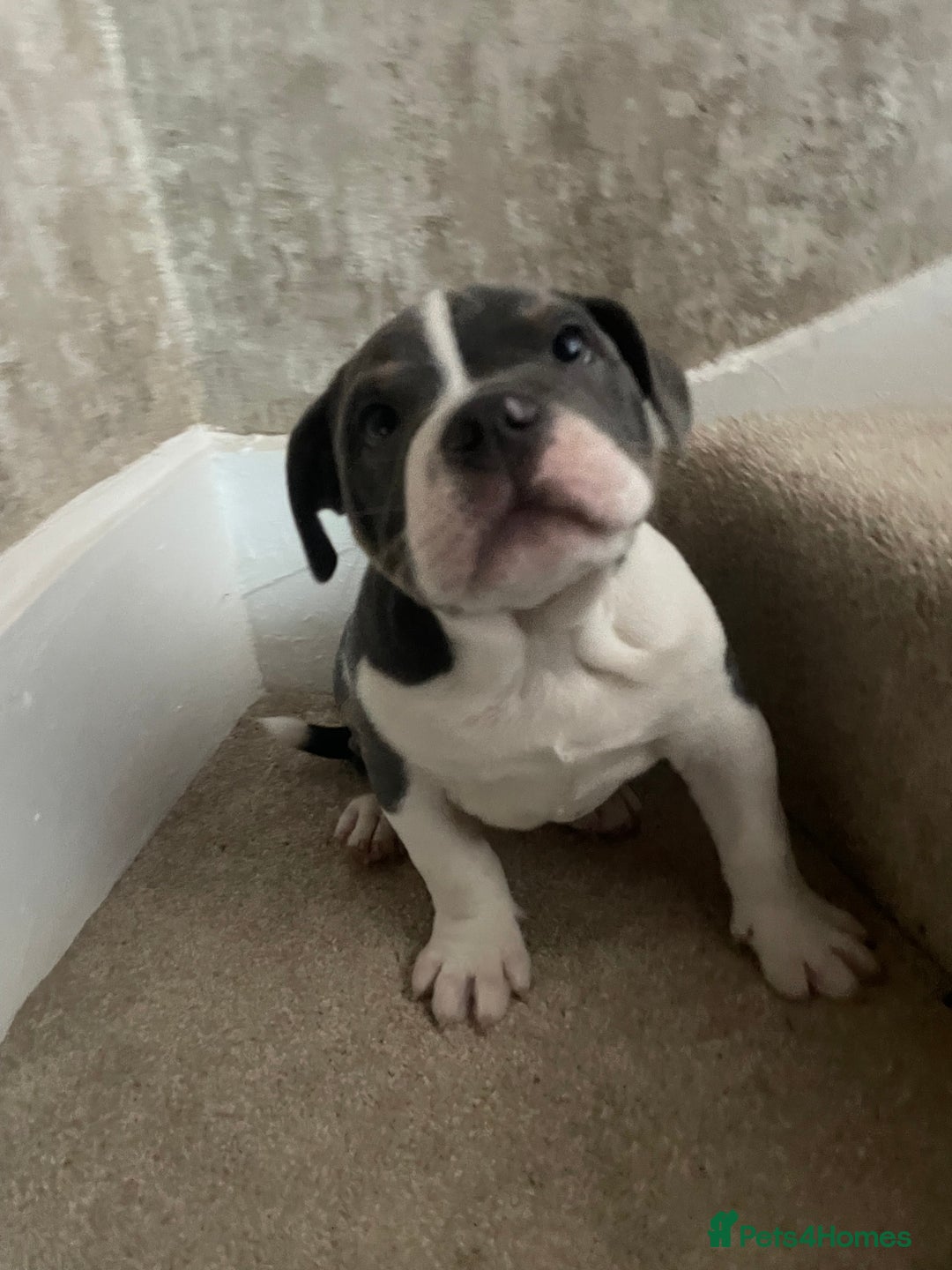 Mixed Breed dogs for sale: Beautiful 6-Month-Old Puppy – Ghost - Advert 5