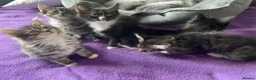 Maine Coon cats for sale: 4 Beautiful 3/4 Maine coon Kittens  - Advert 1