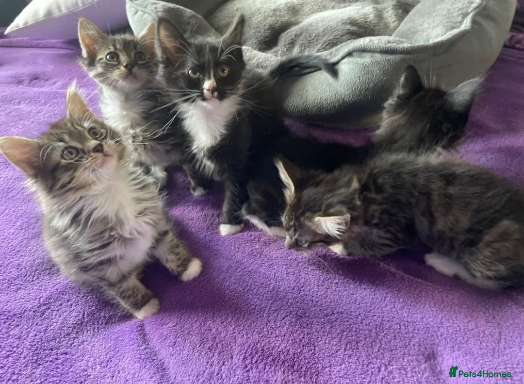 Maine Coon cats for sale: 4 Beautiful 3/4 Maine coon Kittens  - Advert 1