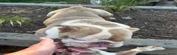 English Bulldog dogs for sale: Two female English Bulldog - Advert 4