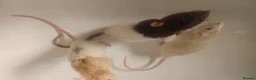 Rat rodents for sale: 3 male rats with cage - Advert 5