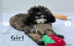 Shihpoo dogs for sale: Shi poo (Girl) - Image 1