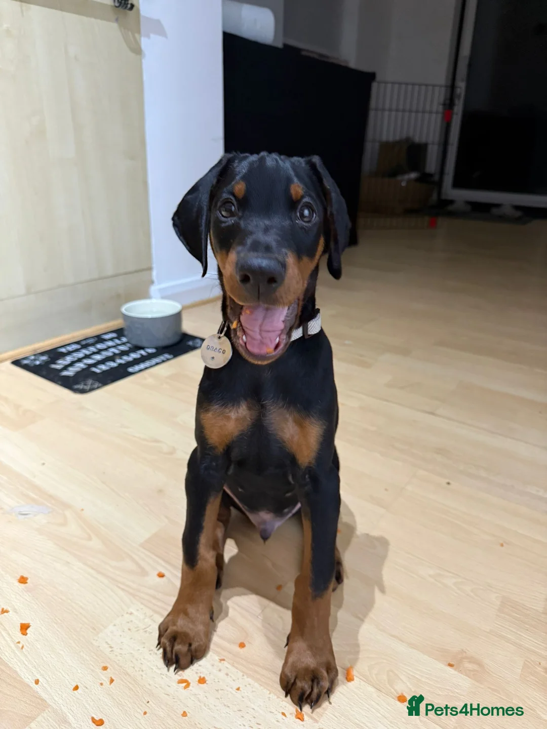 Dobermann dogs for stud: KC Health & Heart tested stud in Burnley - Advert 23