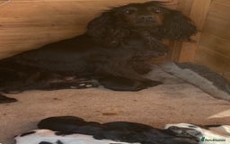 Cocker Spaniel dogs for sale: Beautiful litter of working cocker spaniel puppy’s - Image 14