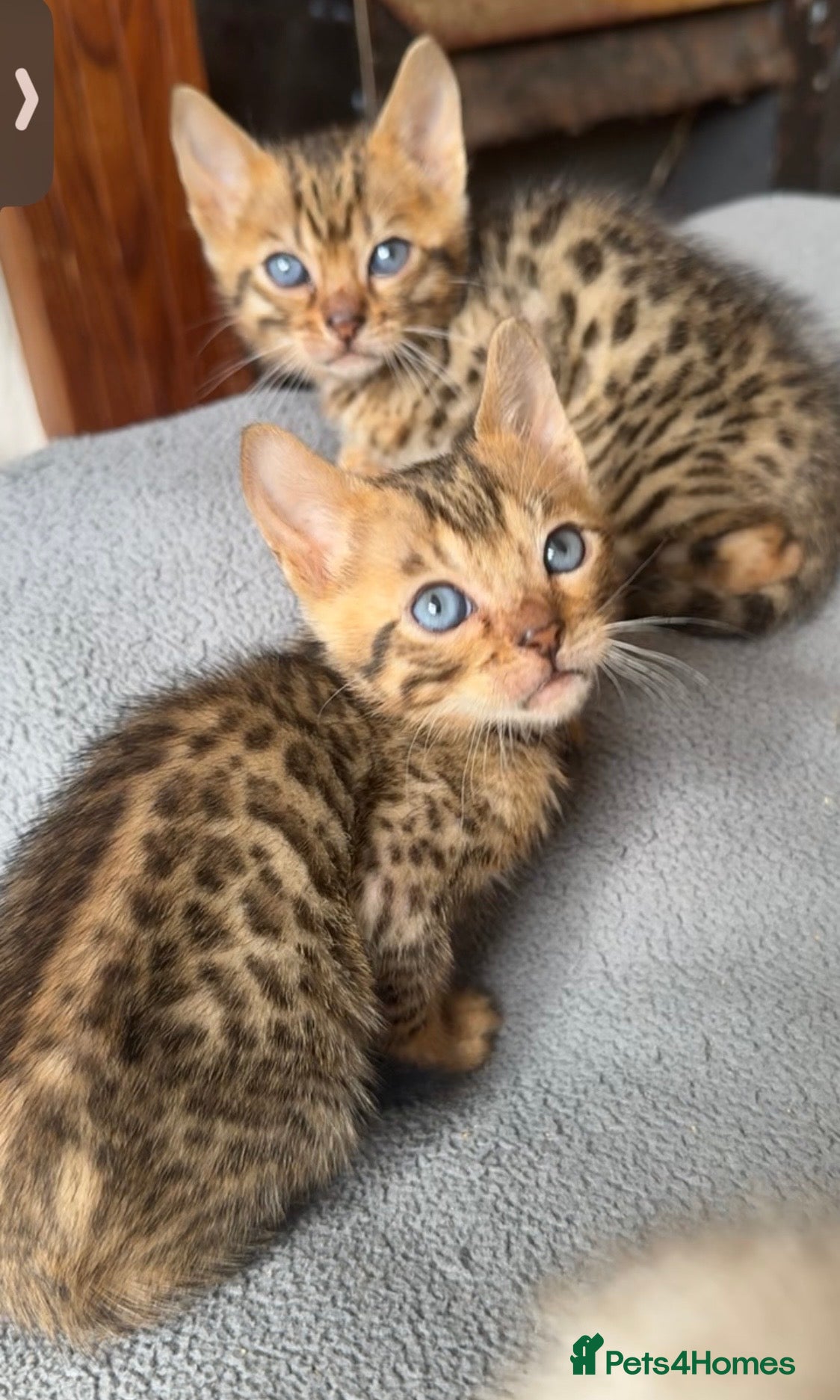 Bengal cats for sale: Full bengal kittens in Plymouth - Advert 11