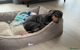 Dachshund dogs for sale: Rehoming our 3 yo dachshund  - Image 6