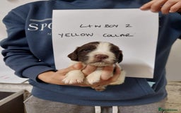 Sprocker dogs for sale: Sprocker ( Springer x Cocker ) pups for sale - Image 22