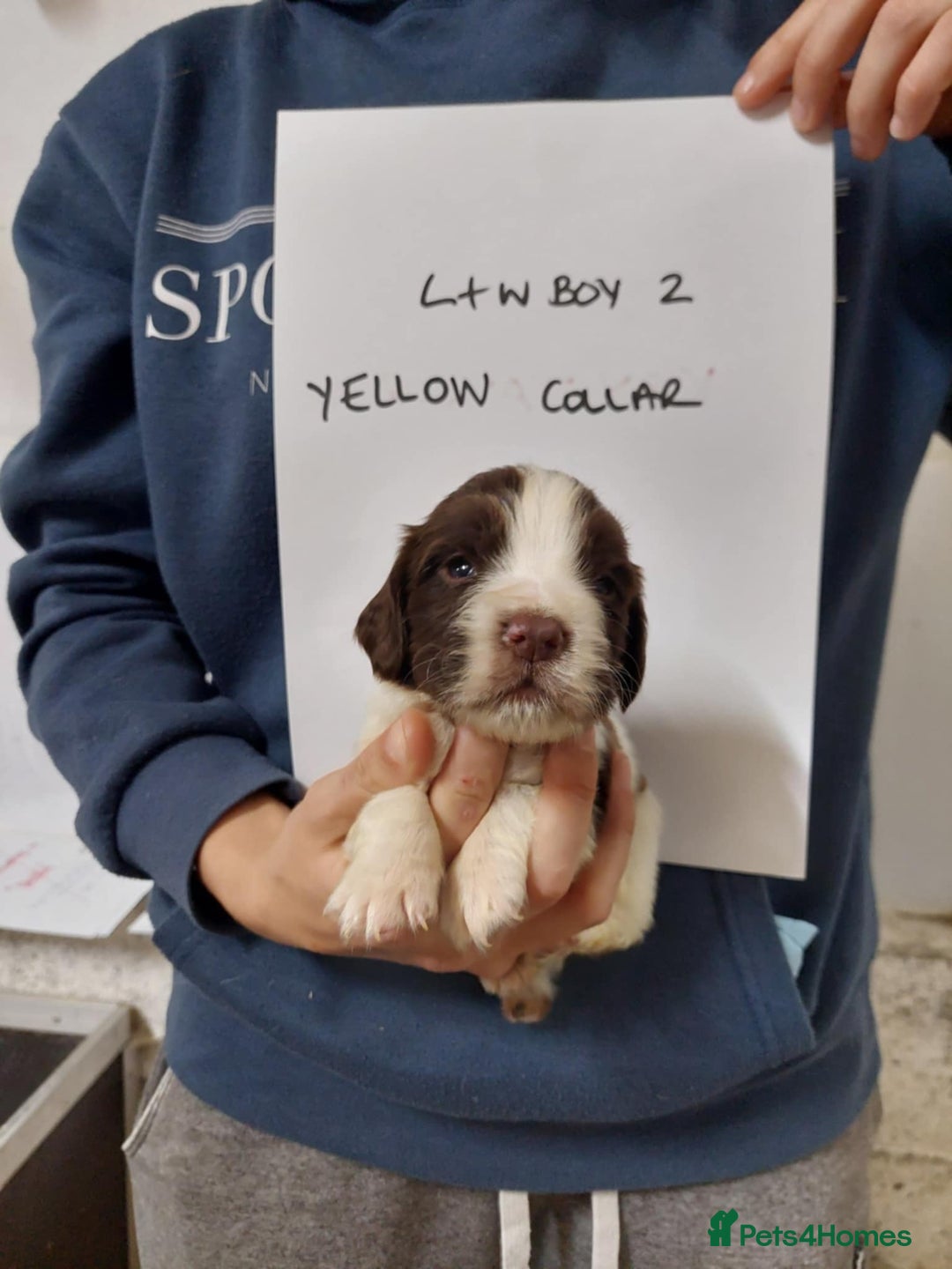 Sprocker dogs for sale: Sprocker ( Springer x Cocker ) pups for sale - Image 22