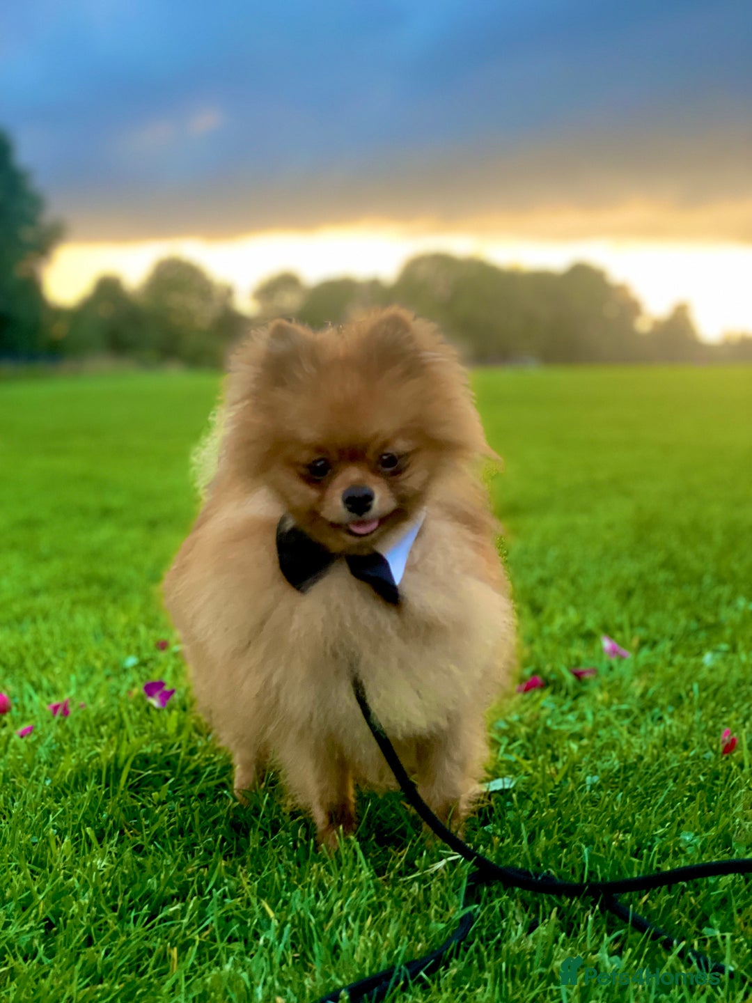 Pomeranian dogs for sale: CHAMPION KENNEL CLUB Pomeranian puppy orange black - Image 14