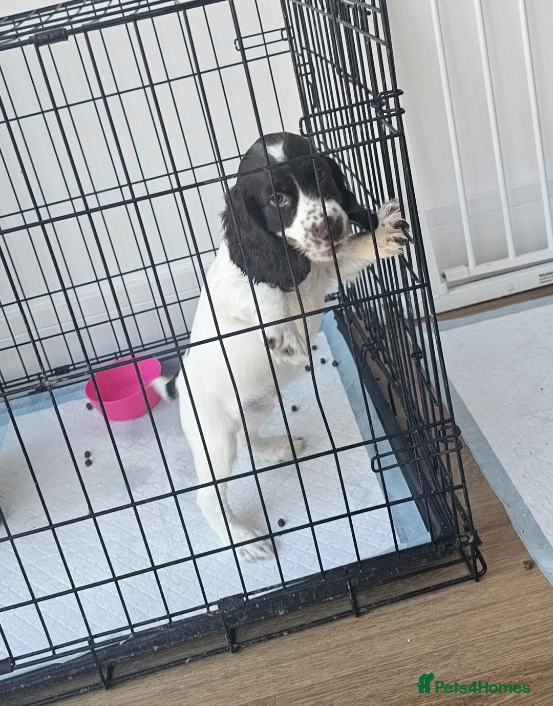 Cocker Spaniel dogs for sale: 9 week old boy  in Romney Marsh - Advert 3