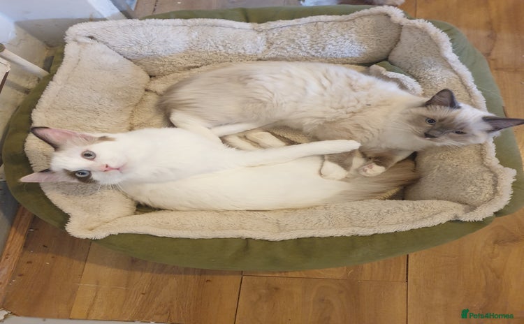 Ragdoll cats - Advert 2