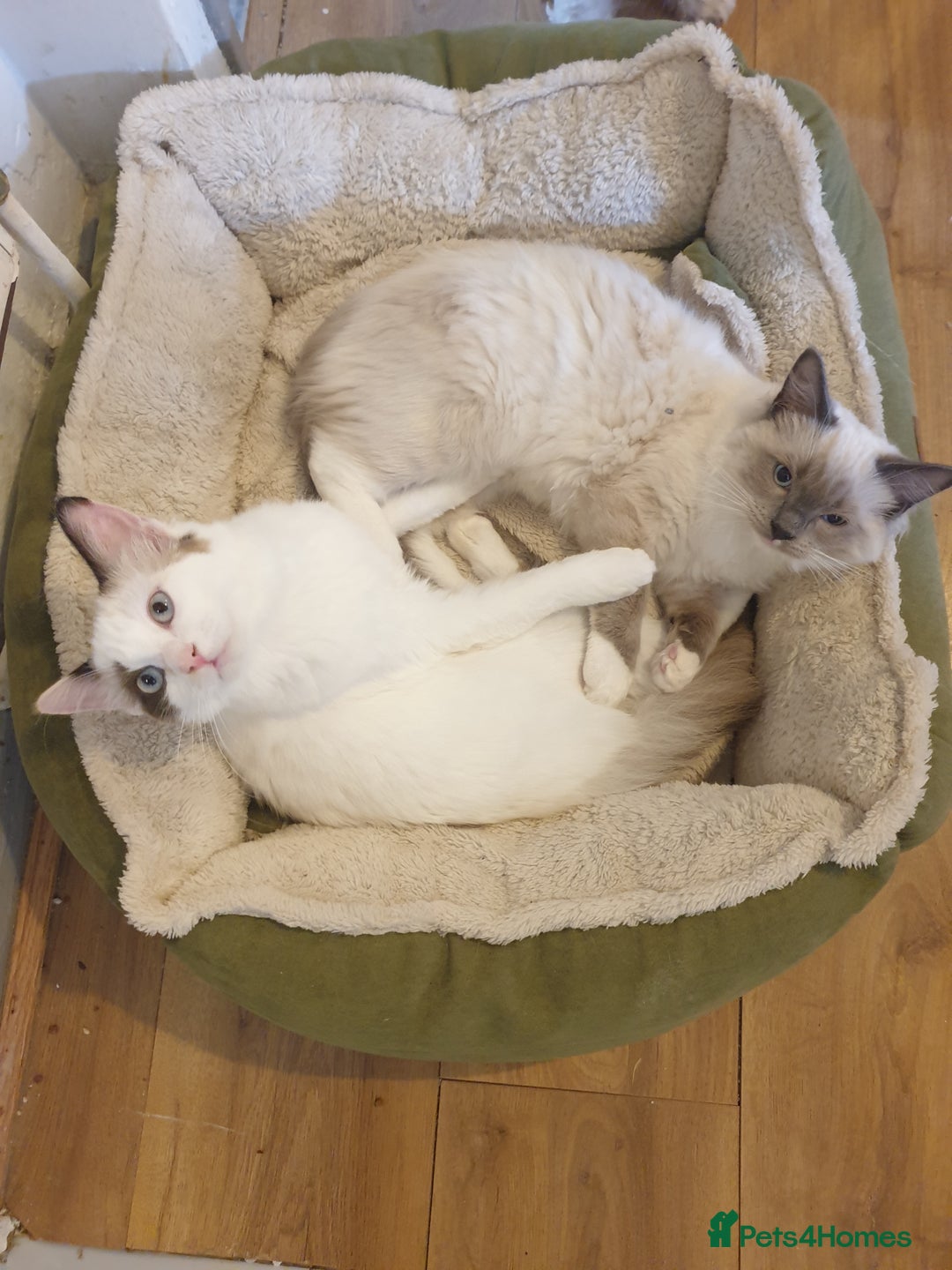 Ragdoll cats for sale: Ragdoll kittens  - Image 1