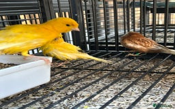 Canaries birds for sale: Various Stunning Baby Canaries  - Image 4