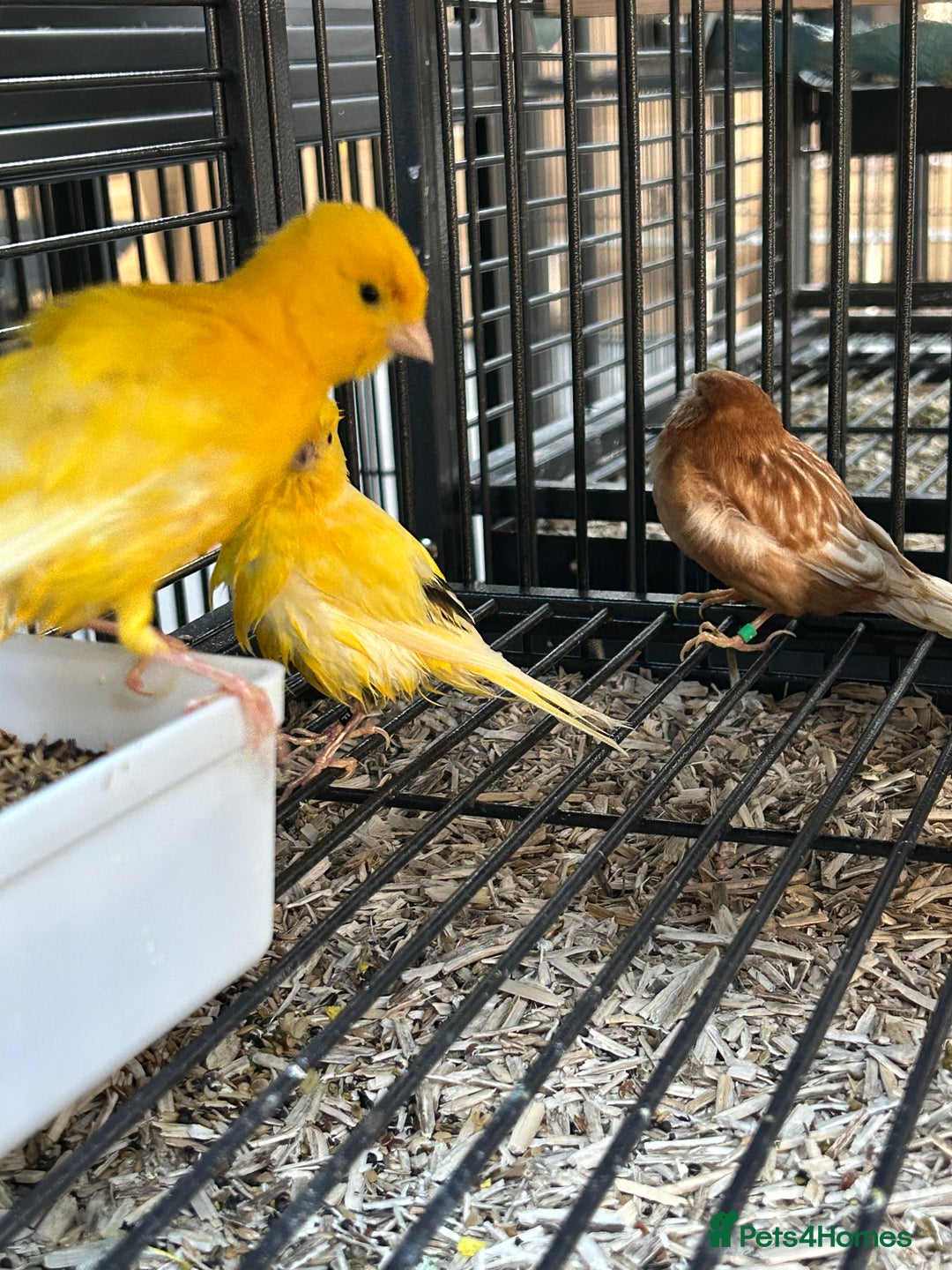 Canaries birds for sale: Various Stunning Baby Canaries  - Image 4