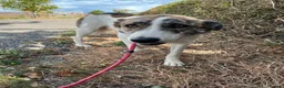 Mixed Breed dogs for adoption: 🌸 FLO - Now is her time to bloom🌸 - Advert 14