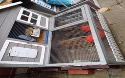 Guinea Pig rodents for sale: Neutered  boar and female Guinea Pigs for sale - Image 5