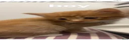 Mixed Breed cats for sale: 5 gorgeous mixed breed kittens for sale Halloween  - Advert 5