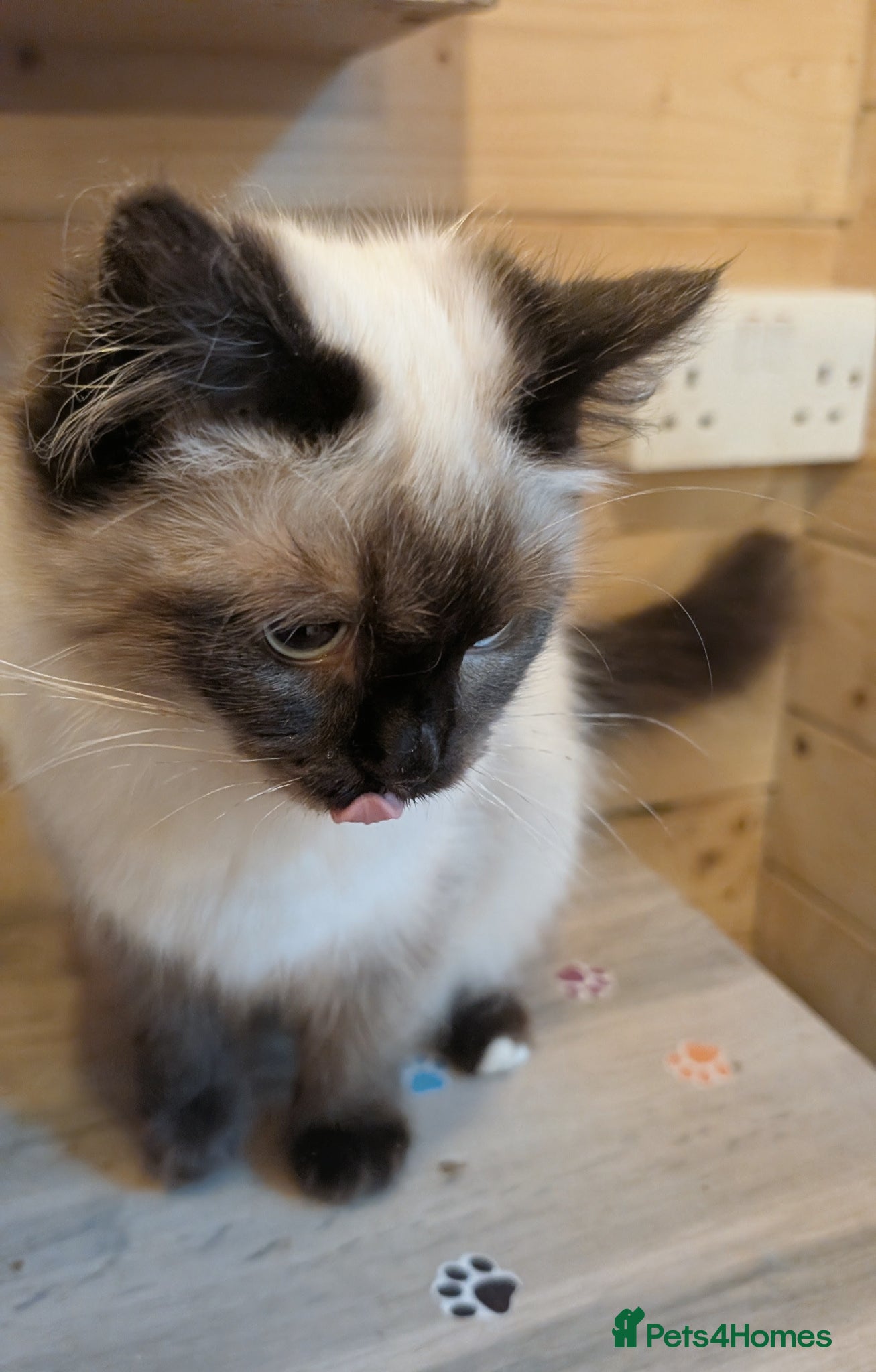 Ragdoll cats for sale: Ragdoll kittens - Advert 8