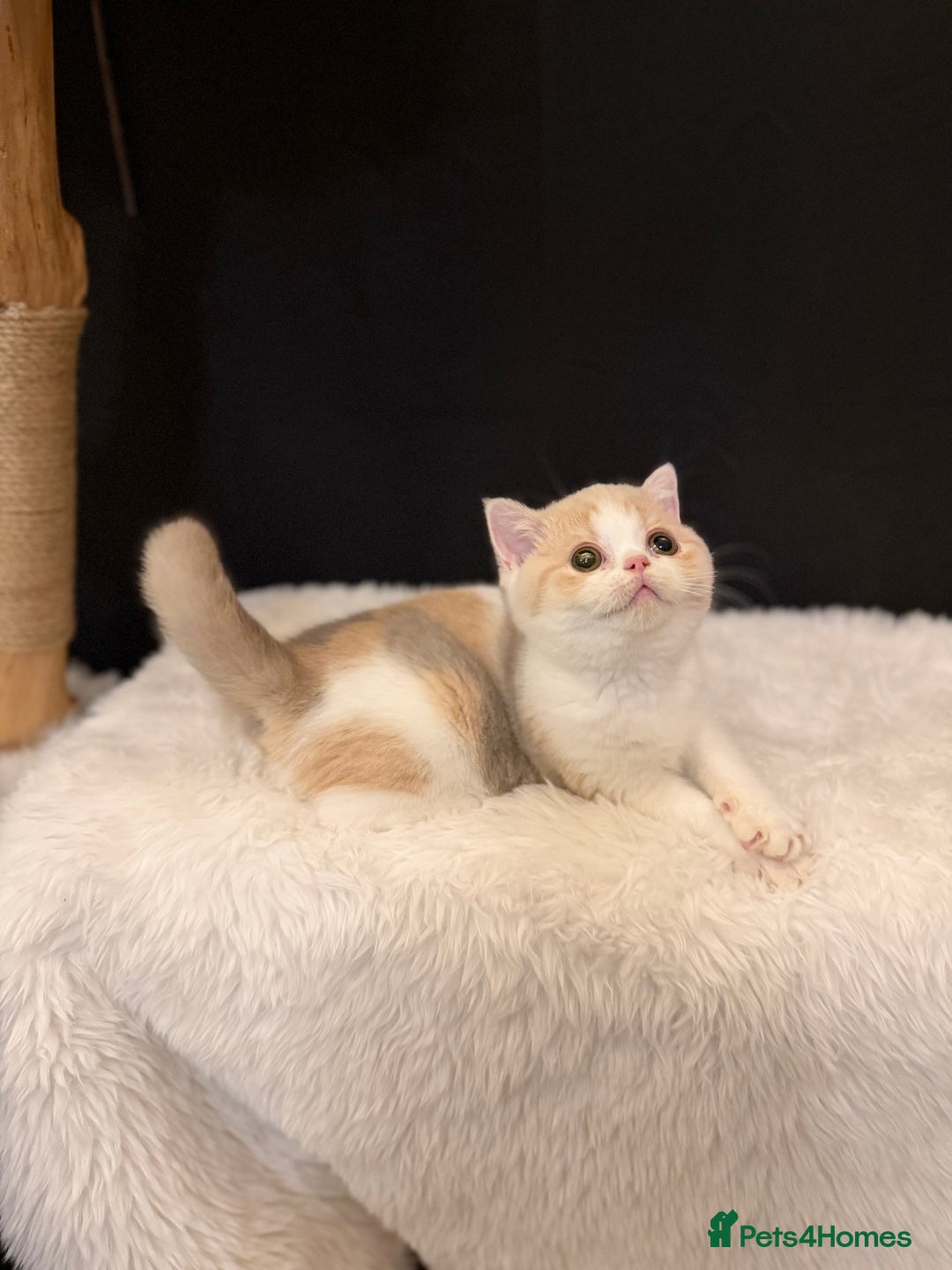 British Shorthair cats for sale: 😽Full Pedigree Registered BSH🌷Trusted Breeder - Advert 23